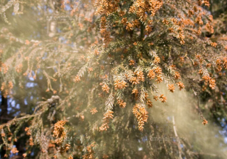 『花粉症対策は「入れない・持ち込まない」ことが大切』